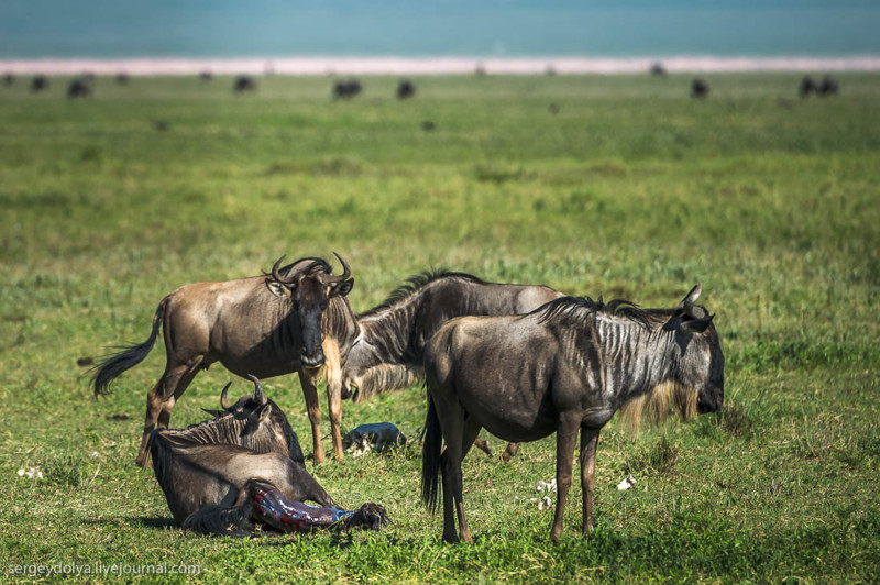 Уникальное видео: роды антилопы Гну и первые шаги новорожденного