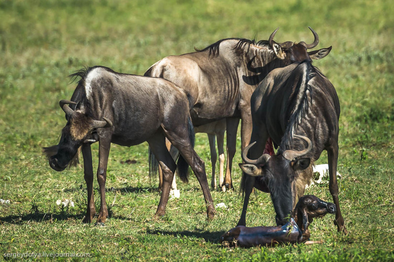 11 гну. Нгоронгоро антилопы гну. Нгоронгоро национальный парк. Детеныш антилопы гну.
