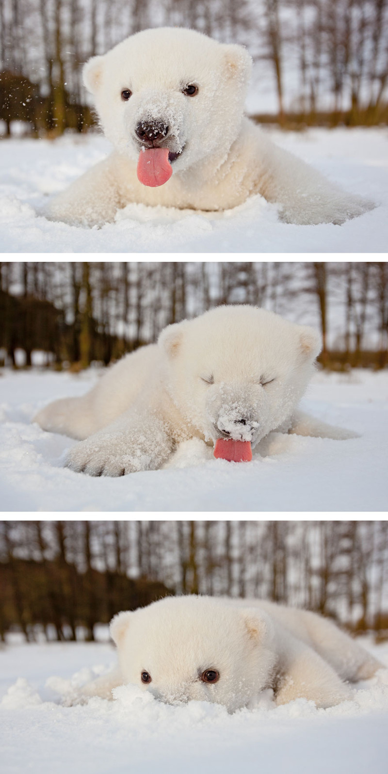 1. Медвежонок впервые видит снег