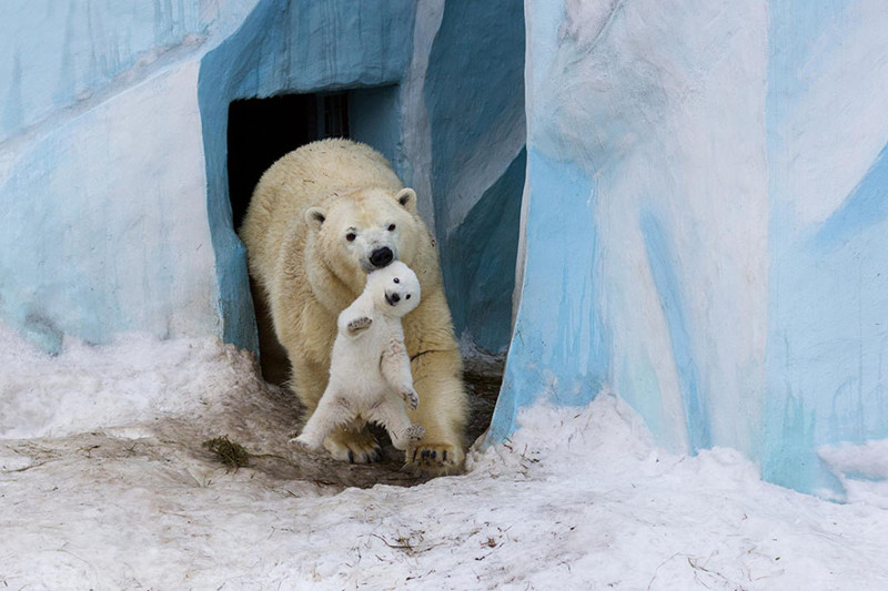 7. Медведица Герда из Новосибирского зоопарка играет со своим детенышем 