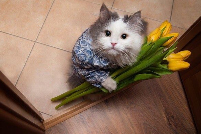 1 марта 2016 День кошек в России! 