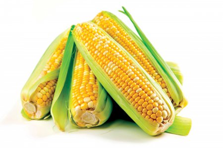Современная кукуруза