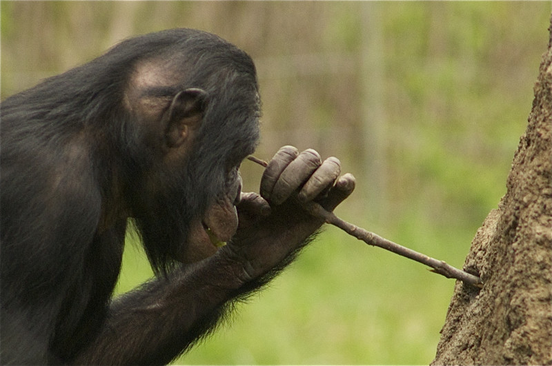 Шимпанзе пользуются орудиями не хуже людей раннего каменного века