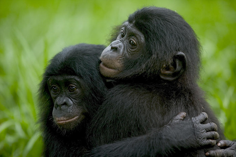 Карликовые шимпанзе способны утешать друг друга