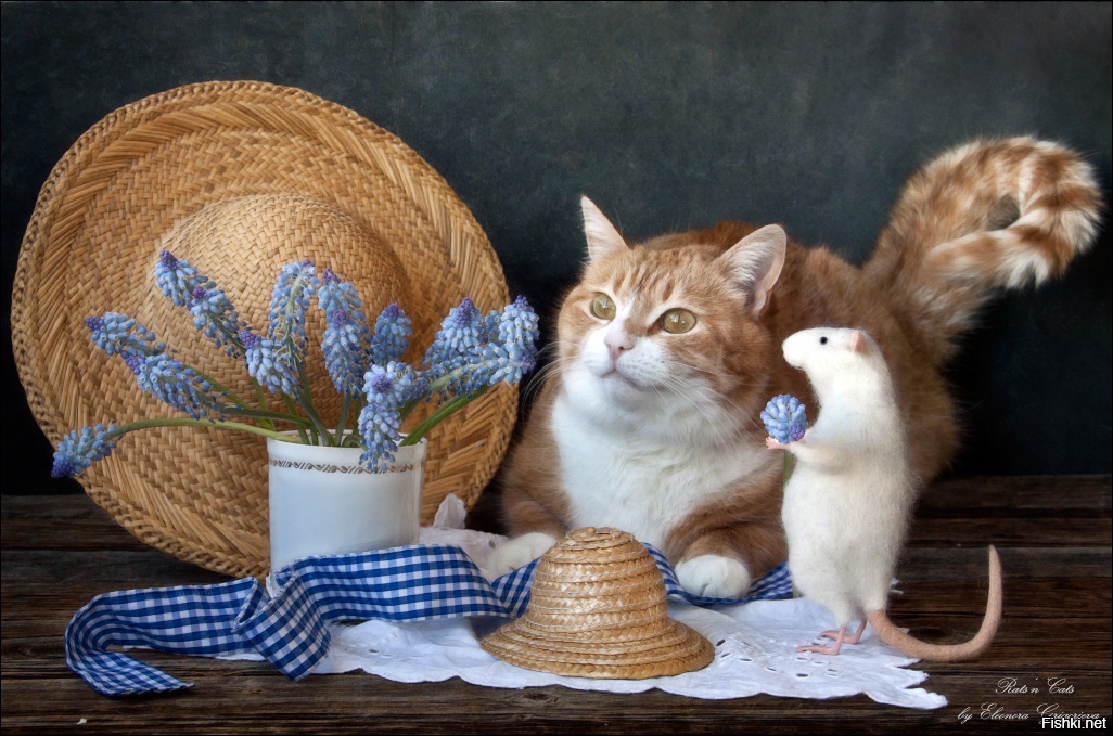 С первым днем кота. Натюрморт с рыжим котом. Натюрморт с кошкой. Натюрморты с котиками. Всемирный день кошек.