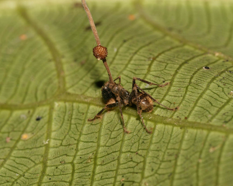 Как муравьи сражаются с грибком-паразитом