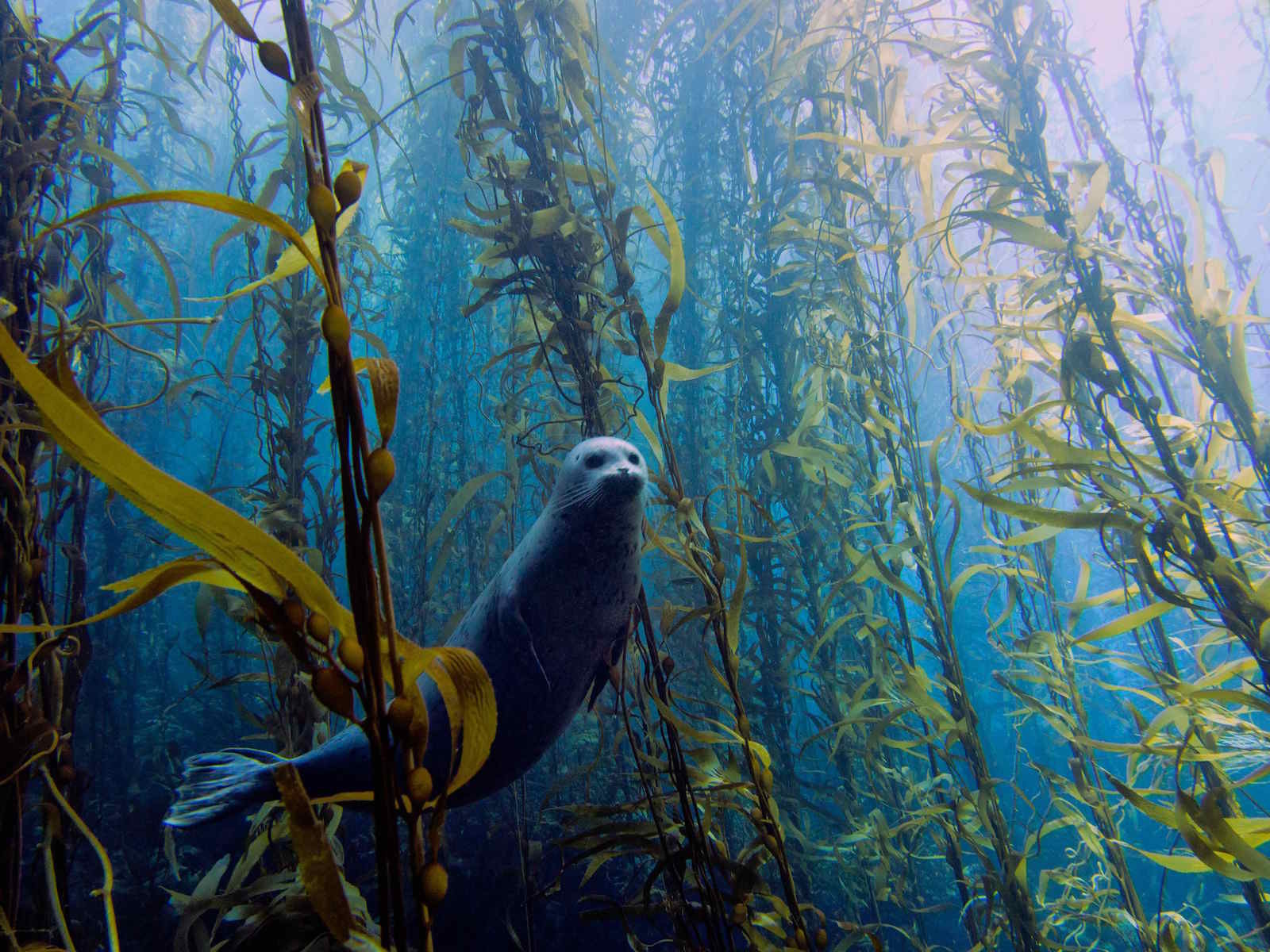 Тюлень в настоящем подводном лесу, который образуют длинные стебли водорослей. Моря и океаны, интересное, подводный мир