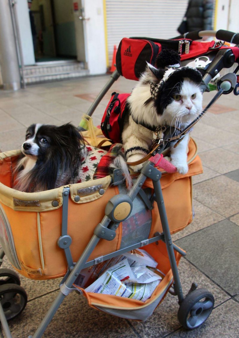 Собака и кот в коляске 