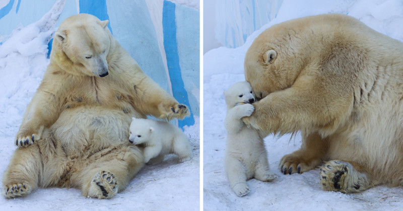 7 декабря 2015 года белые медведи Кай и Герда снова стали родителями