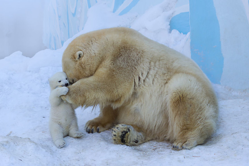 Уже с середины марта все посетители Новосибирского зоопарка смогут увидеть, как медвежонок резвится на свежем воздухе