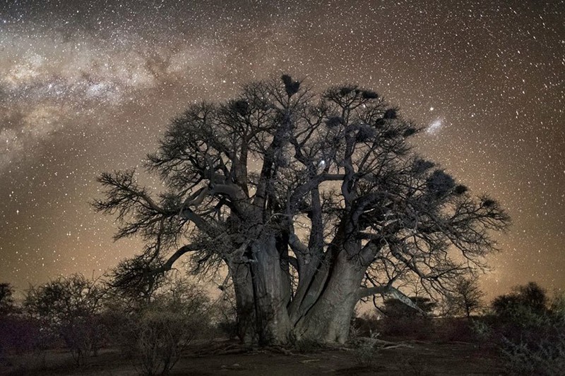 «Космические» снимки самых старых в мире деревьев
