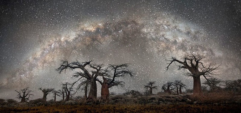 «Космические» снимки самых старых в мире деревьев