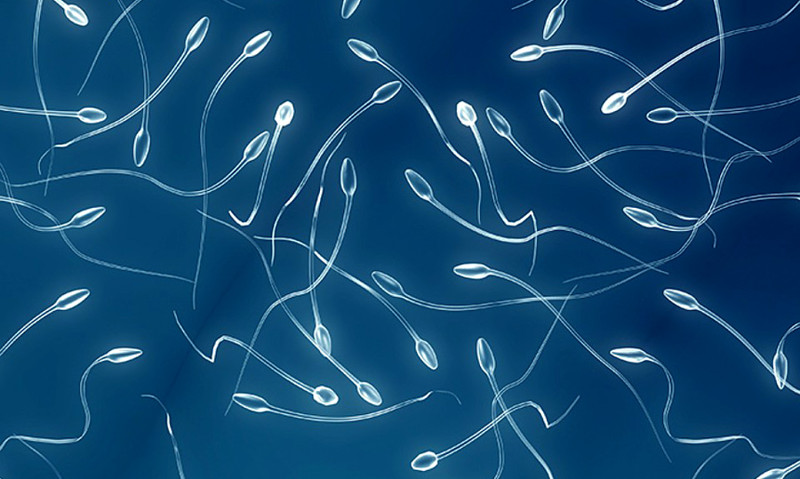 Китайские ученые создали сперматозоиды из стволовых клеток