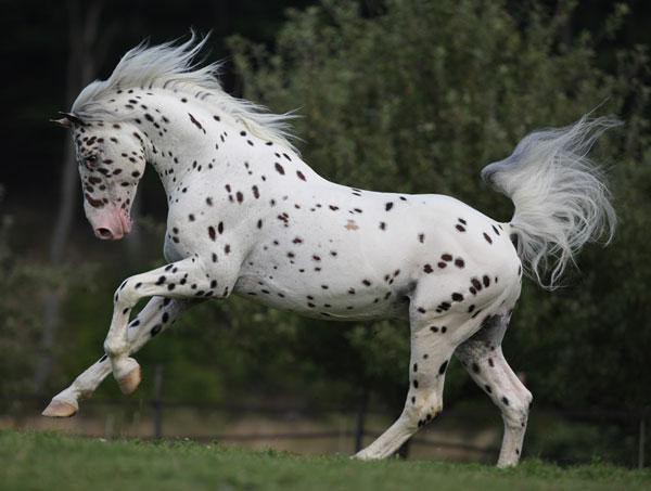 Ликбез о лошадях. Рекорды и ответы на самые популярные конные вопросы