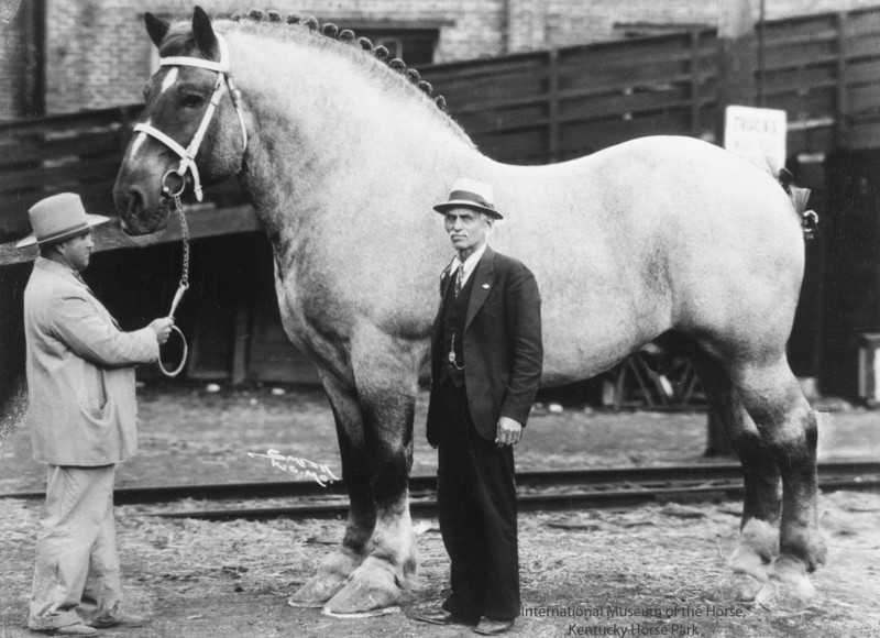 3. Самая большая лошадь?