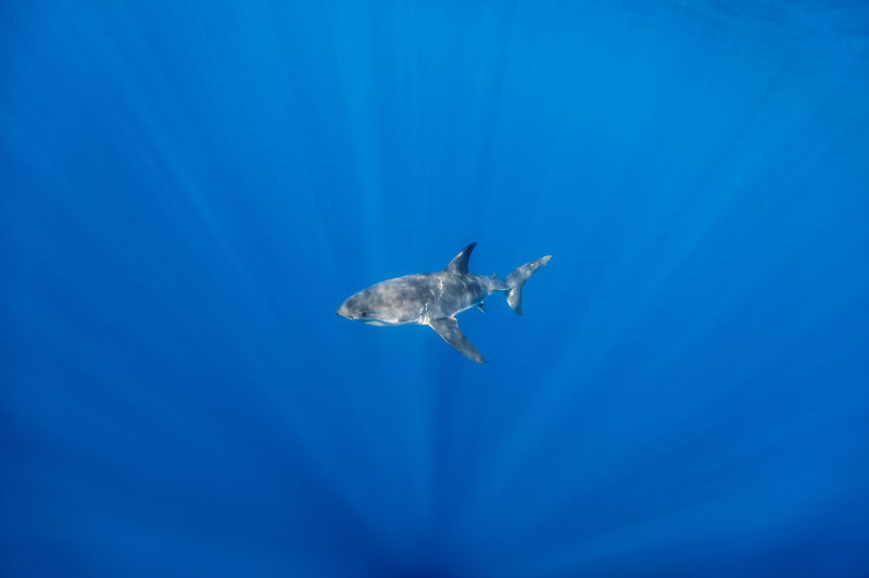 Фотогеничная белая акула