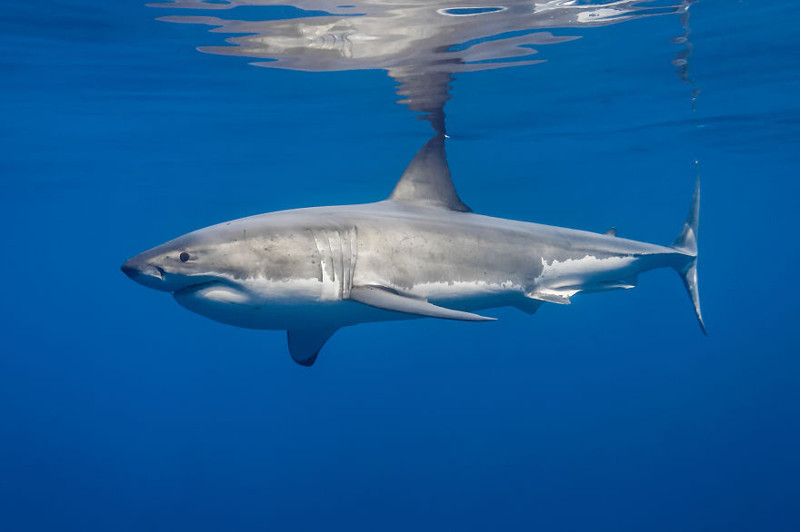 Фотогеничная белая акула