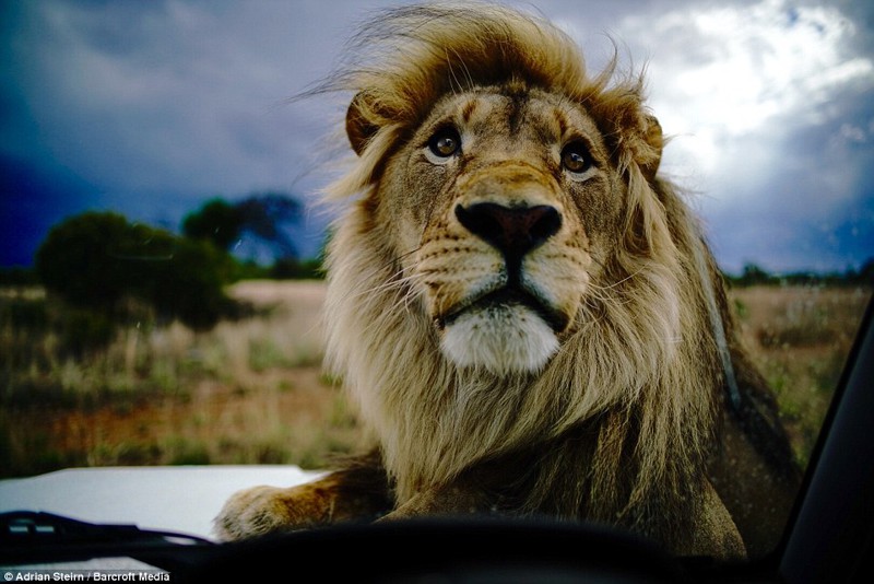 Лев возлегает на капоте автомобиля Mercedes во время фотосессии.
