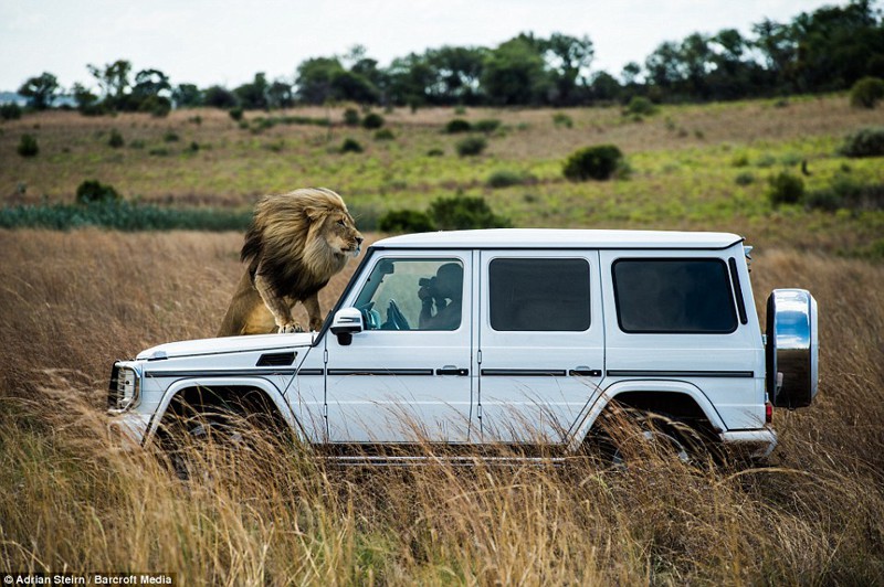 Адриан Штерн фотографирует льва из салона автомобиля Mercedes.