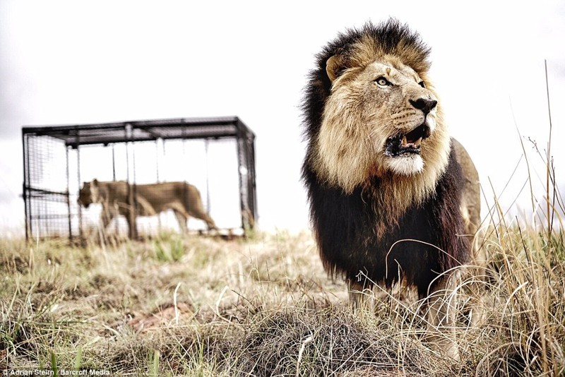 Фотосессия для Mercedes с участием диких львов