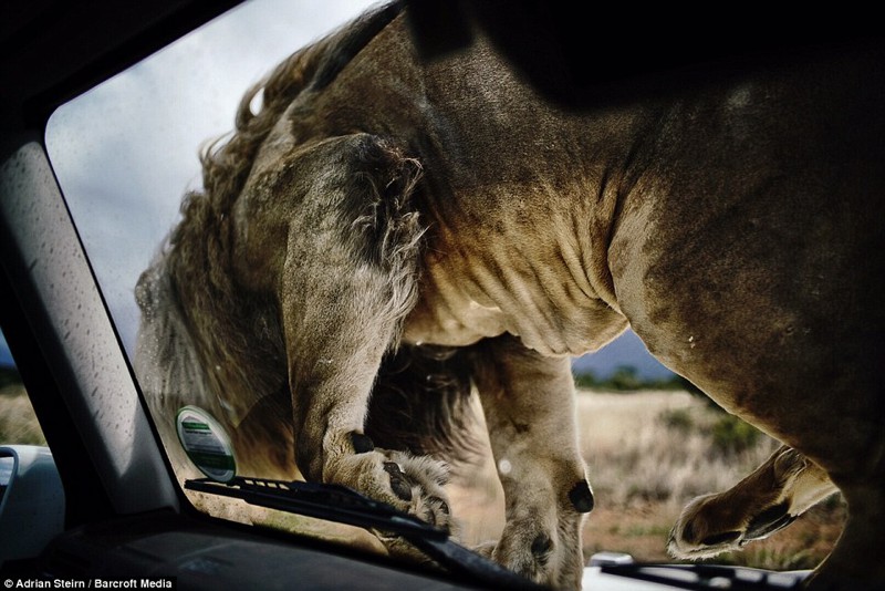 Фотосессия для Mercedes с участием диких львов