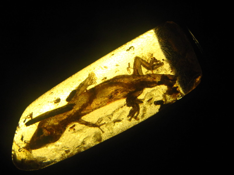 В бирманском янтаре нашли древнейших хамелеонов возрастом 99 млн лет  