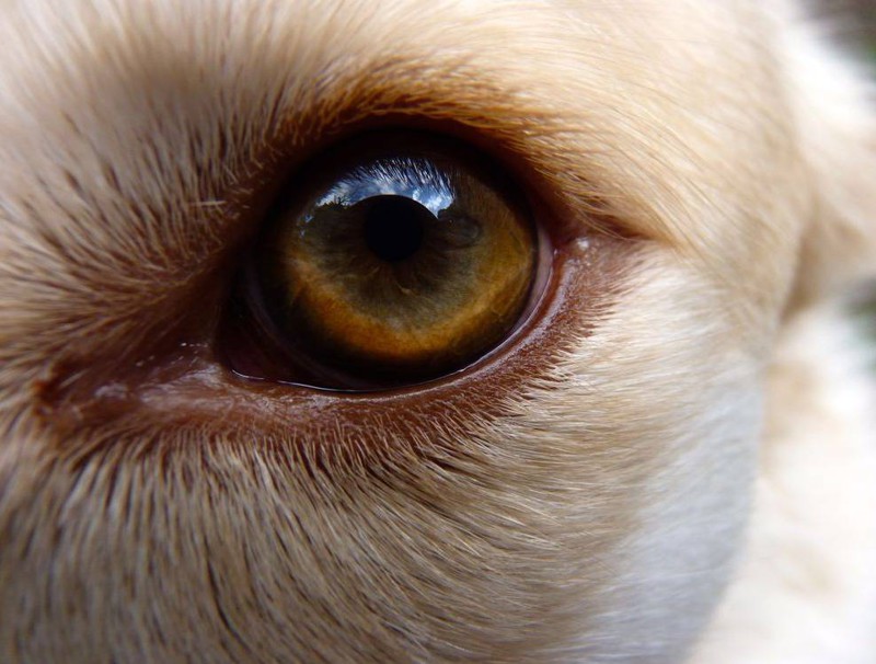 "Я очень люблю глаза моей собаки. Они как будто хотят что то рассказать и они великолепны". 