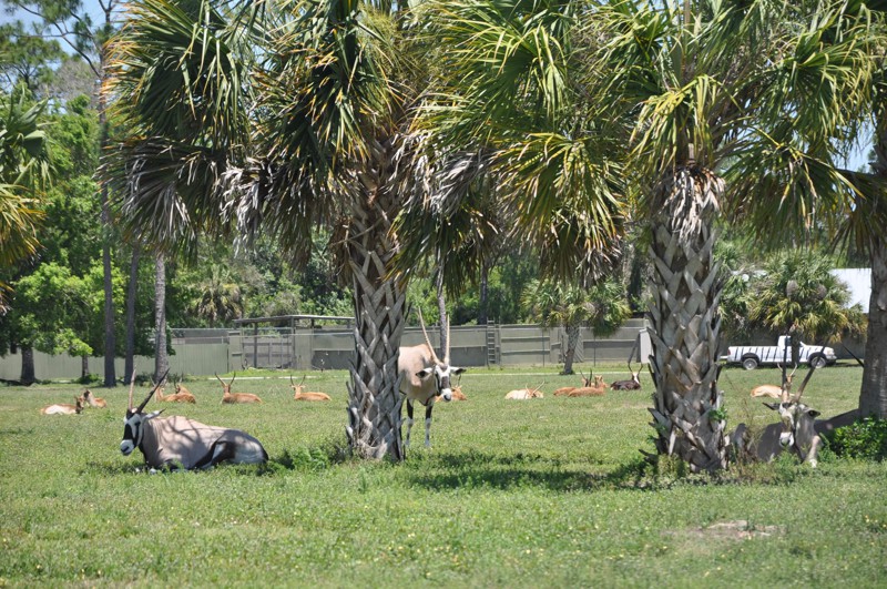 Сафари Парк во Флориде