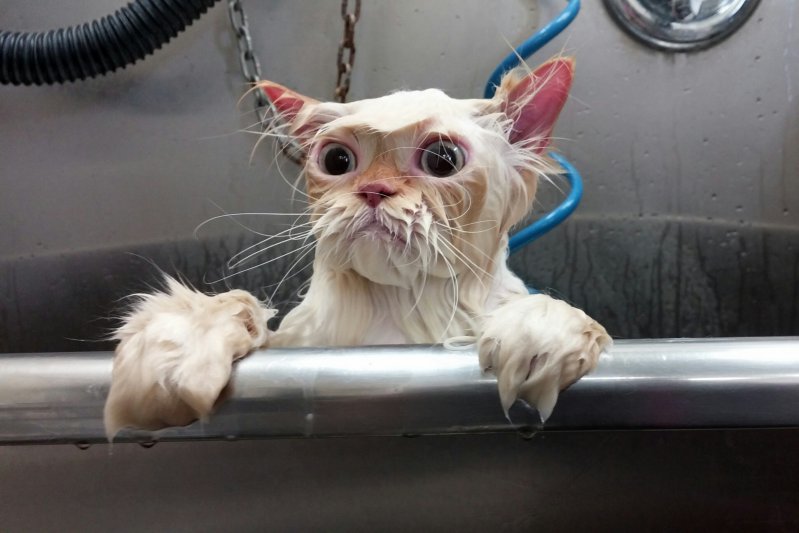 Кот после мытья 