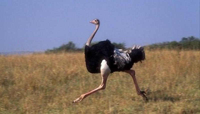 Африканский страус. Когда самая быстрая птица бежит, то ее шаг равен четырем метрам