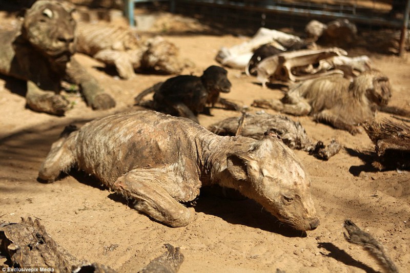 Душераздирающие фотографии животных, умерших от голода в зоопарке в секторе Газа