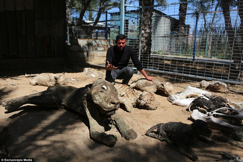 Душераздирающие фотографии животных, умерших от голода в зоопарке в секторе Газа