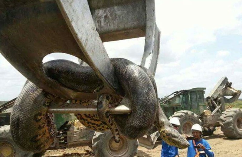 Во время строительных работ на ГЭС Белу Монти произошел взрыв, когда рабочие пошли осматривать место происшествия, они обнаружили гигантскую змею 