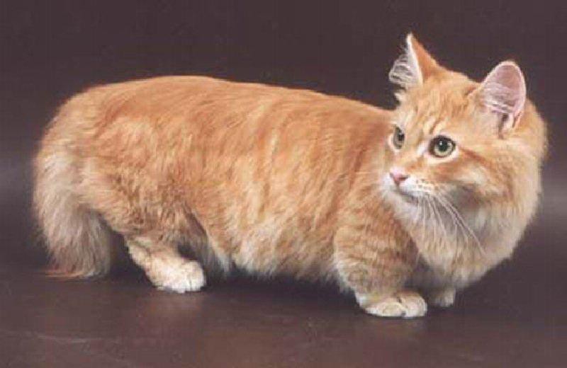 Редкие породы кошек в мире