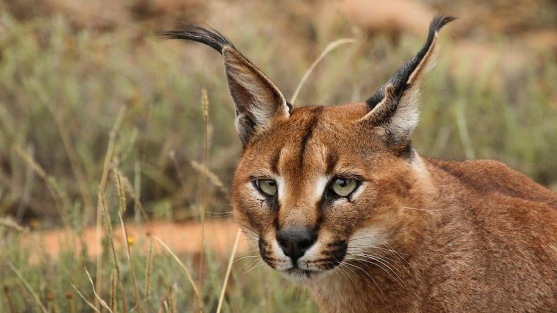 Карака́л, или степная рысь (лат. Caracal caracal от тюркского «кара-кулак» — чёрное ухо) 