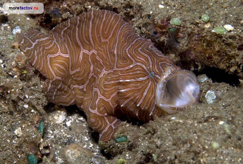 Необычные морские животные мировой океан, необычные животные, факты