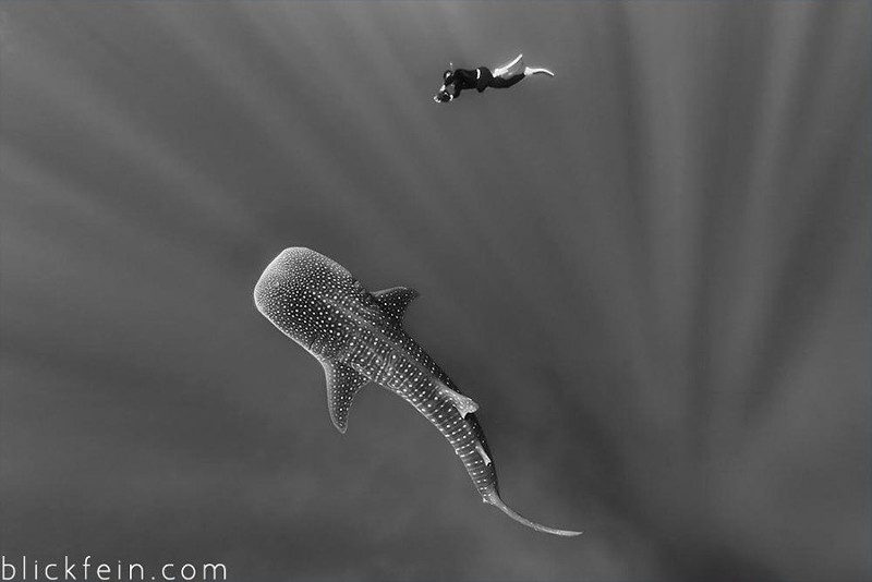10 красивых подводных фотографий