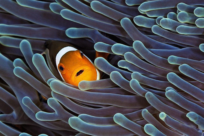10 красивых подводных фотографий