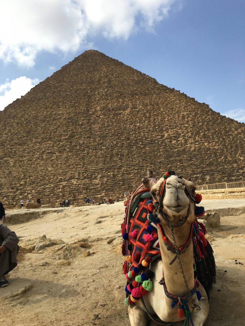 Верблюд у пирамиды 