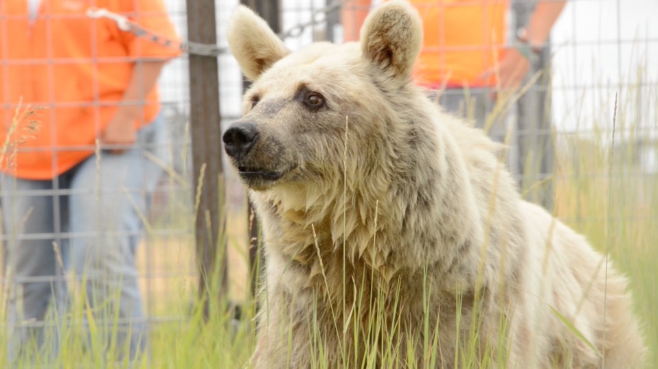 В австралии живут медведи. Белые медведи вымирают. Вымершие животные. Медведь в тесной клетке. Медведь работник.