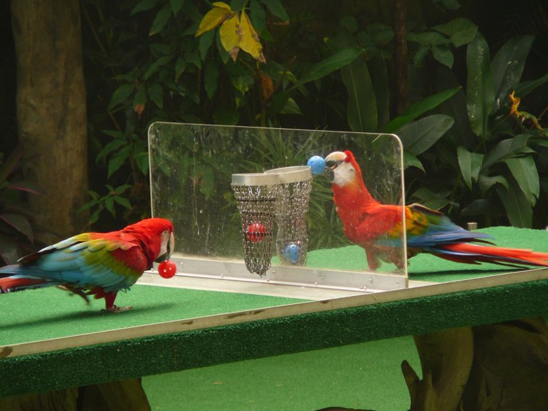 Парк птиц  «Джуронг»  в Сингапуре