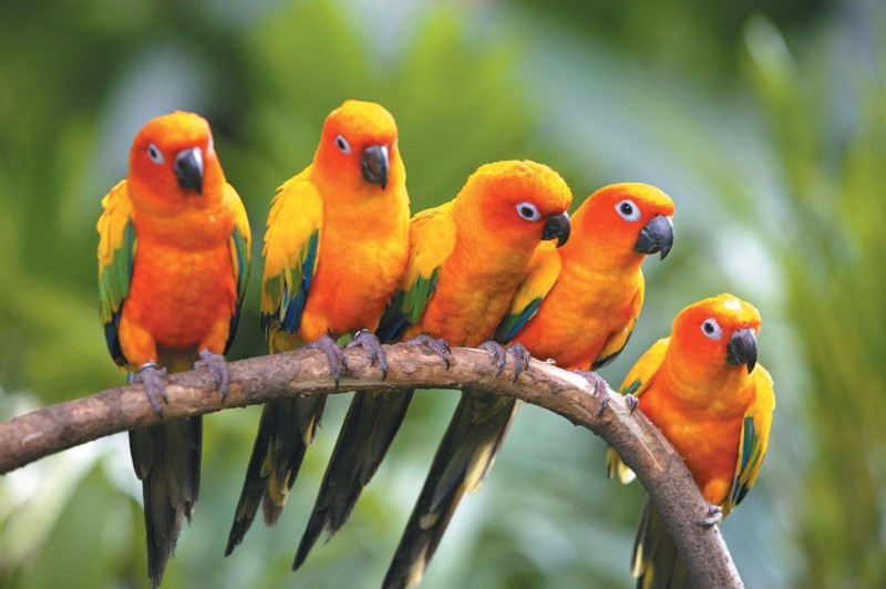 В самом большом птичьем парке на территории Азии пернатые живут практически на свободе. Никаких клеток и оград – птицы свободно летают в огромных вольерах, а посетители ходят к ним «в гости».
