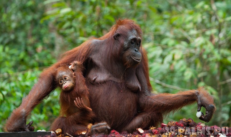  Орангутаны – лесные люди