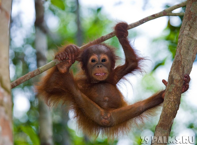  Орангутаны – лесные люди