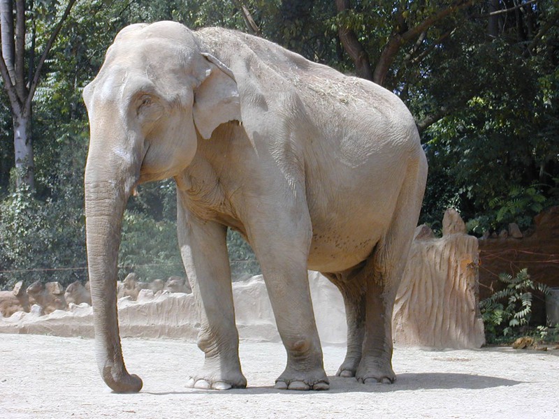 Белый слон (или слон-альбинос) 