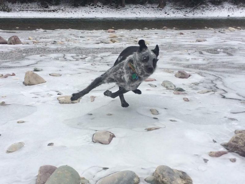 Собака на льду