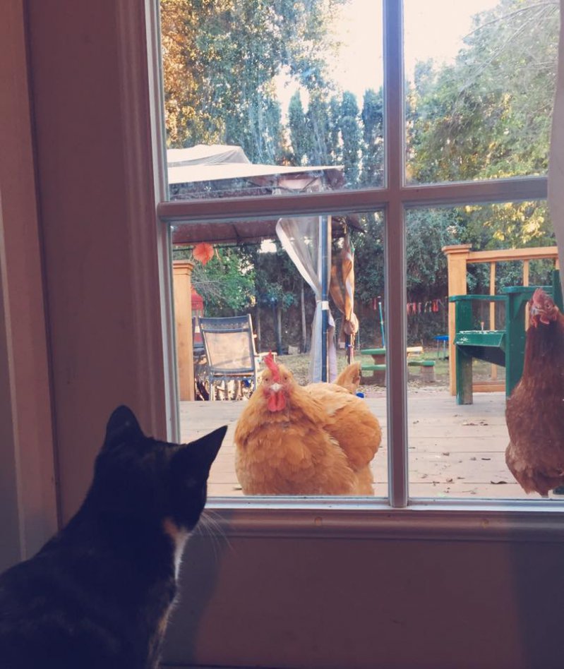 Курицы за дверью 