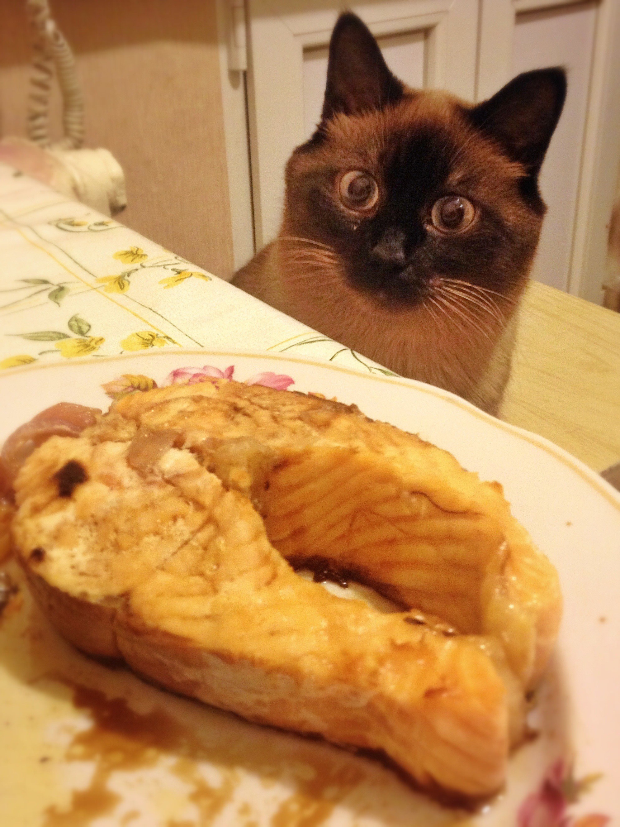 Хочется есть но не знаю что. Голодный кот. Кот и еда. Котик с едой. Вкусная кошка.