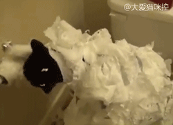 Дорвался до туалетной бумаги