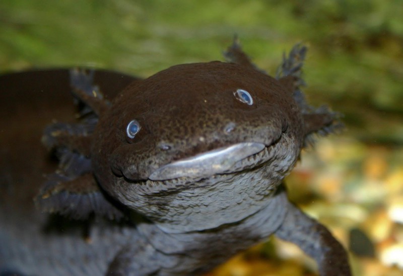 Аксоло́тль (Axolotl)